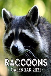 Racoons