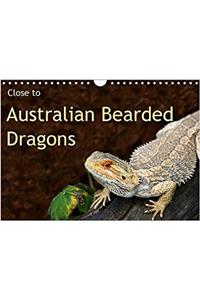 Close to Australian Bearded Dragons 2017