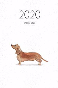 2020 Dachshund
