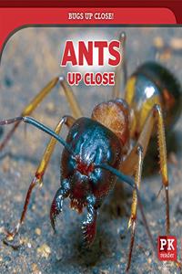 Ants Up Close