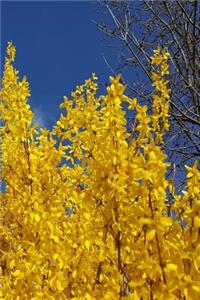 2019 Weekly Planner Yellow Forsythia Bush Flowers 134 Pages