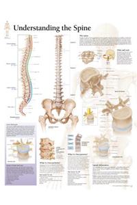 Understanding the Spine Paper Poster