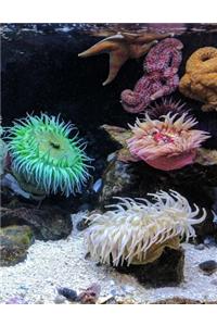 Reef Notebook