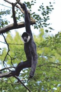 Gibbon Just Hanging Around Journal