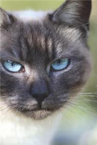 Blue Point Siamese Cat Journal