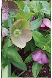 Lenten Rose
