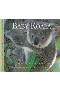 Baby Koala