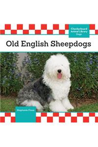 Old English Sheepdogs