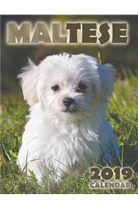 Maltese 2019 Calendar