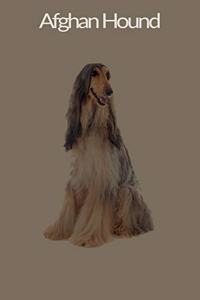 Afghan Hound