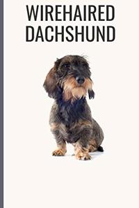 Wirehaired Dachshund