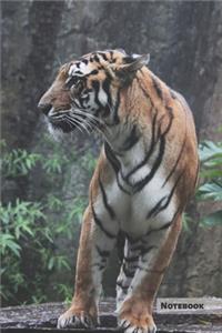 Tiger notebook