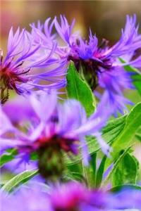 Cornflower Notebook