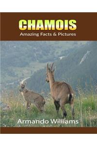 Chamois