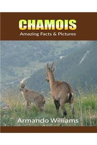 Chamois