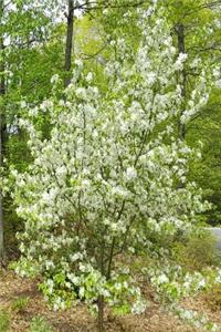 2019 Daily Planner Springtime Two Flowering Trees In Bloom 384 Pages
