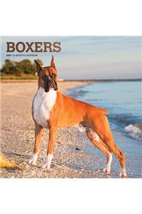 Boxers 2021 Square Foil