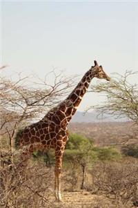 Giraffe Nibbling on a Tree Journal