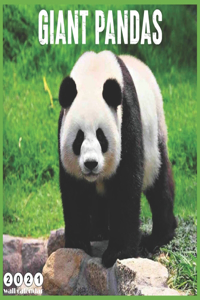 Giant Pandas 2021 Calendar