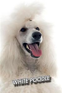 White Poodle