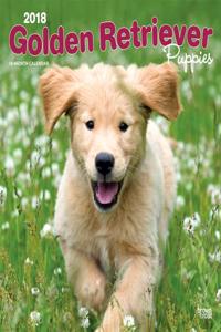 Golden Retriever Puppies 2018 Wall Calendar