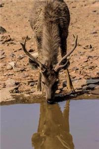 Thirsty Deer Journal
