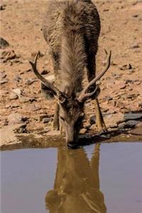 Thirsty Deer Journal