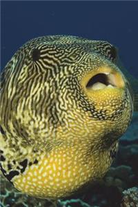 The Puffer Fish Journal