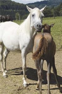 Arabian Mare and Foal in Meadow Horse Journal