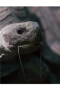 Tortoises Notebook