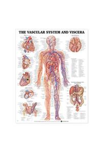 Vascular System and Viscera Anatomical Chart