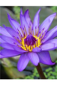 Water Lily