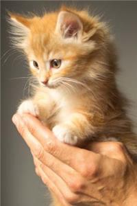 Kitten Journal