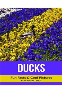 Ducks: Fun Facts & Cool Pictures