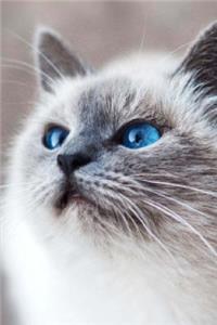 Curious Blue Eyed Fluffy Siamese Cat