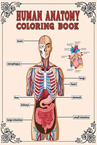 Human Anatomy Coloring Book