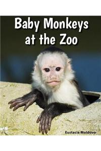 Baby Monkeys at the Zoo