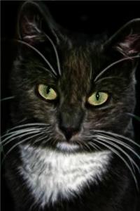Black Cat