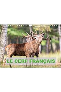 Cerf Francais 2017