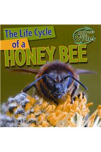 Life Cycle of a Honeybee