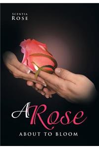 A Rose about to Bloom