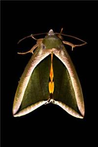 Fruit Piercer Moth Insect Journal