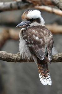 Kookaburra Bird Journal