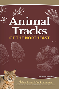 Animal Tracks of the Northeast