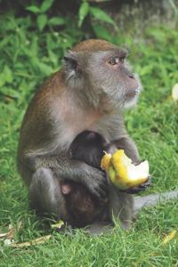 Affe