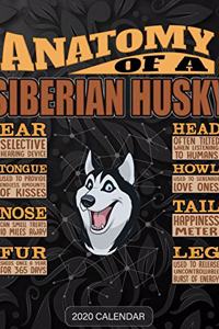 Anatomy Of A Siberian Husky