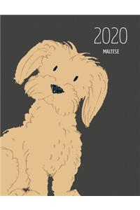 2020 Maltese