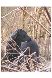 Hunting Lab Oversized 8.5x11, 150 Page Lined Blank Journal Notebook