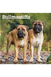 Bullmastiffs 2020 Square