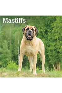 Mastiffs 2021 Square